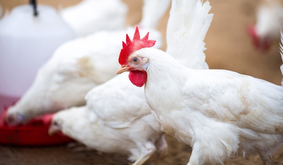 Фабричные и органические курицы: отличия внешнего вида и содержания