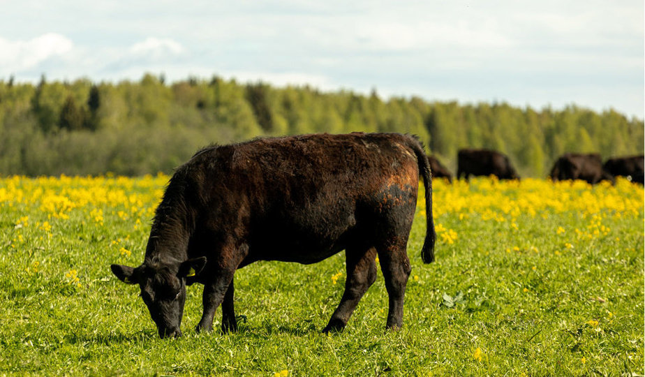 Что нужно знать о говядине травяного откорма