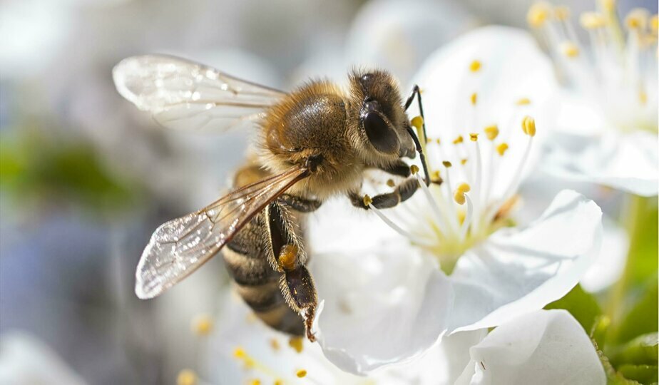 Роль пчел в экосистеме 